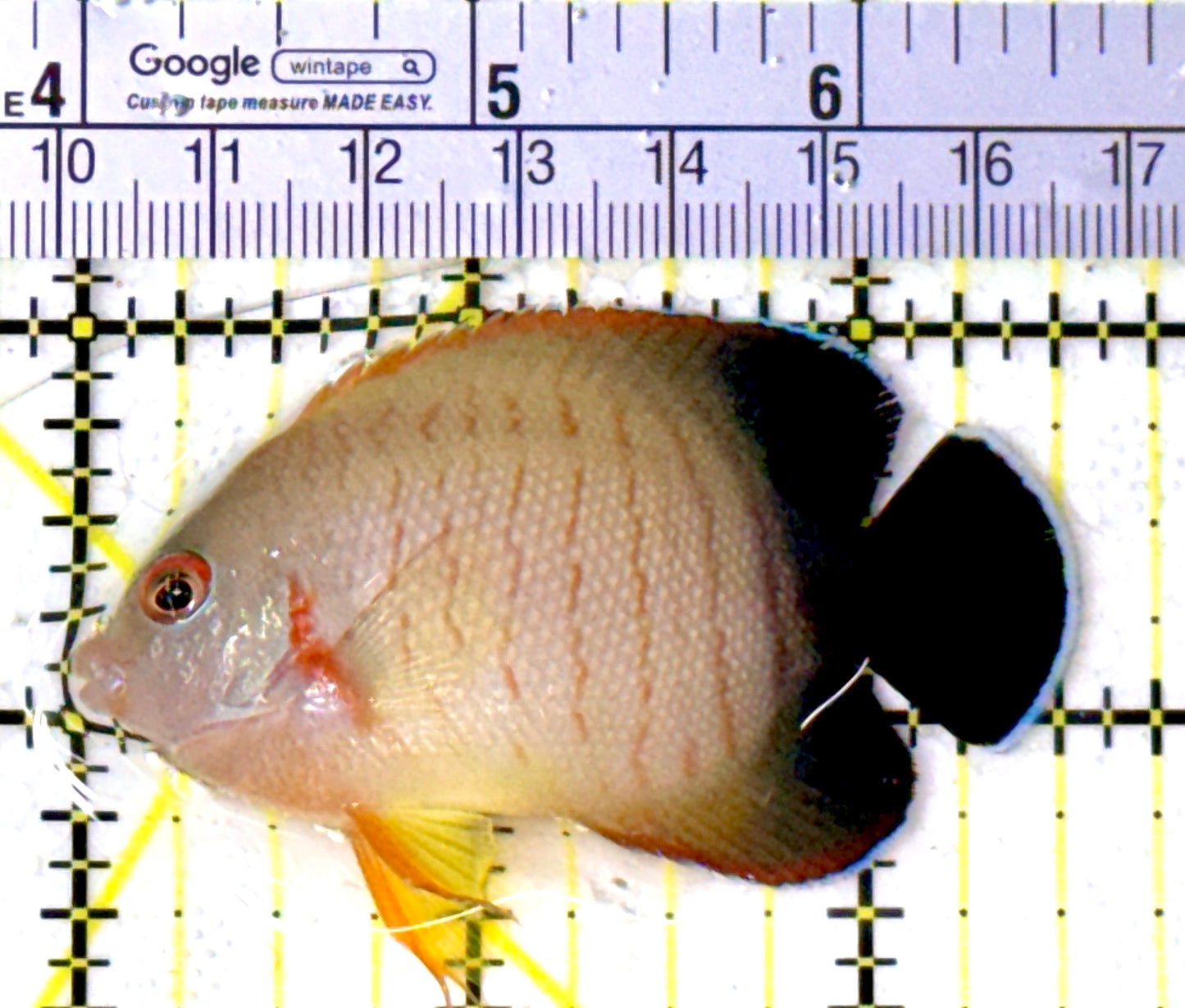 Eibli Angelfish EA111803 WYSIWYG Size: M 2.5" approx