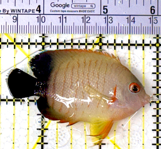 Eibli Angelfish EA111803 WYSIWYG Size: M 2.5" approx
