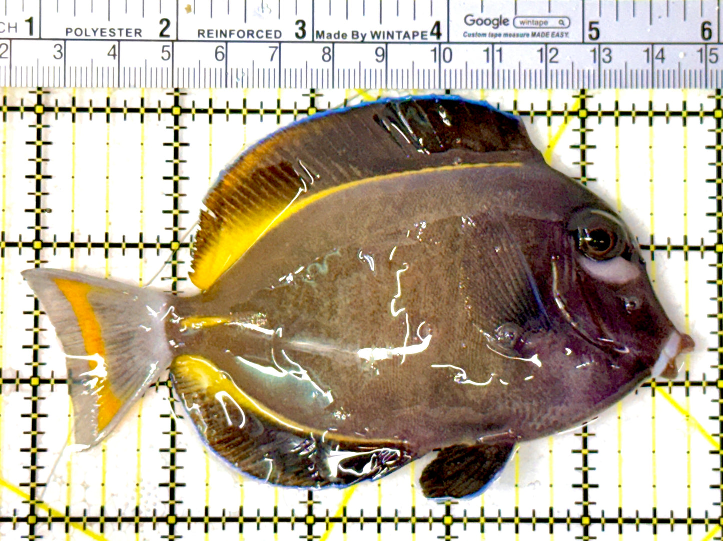 Gold Rim Tang GRT111908 WYSIWYG Size: L 5" approx