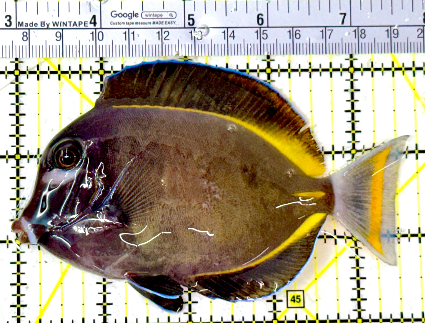 Gold Rim Tang GRT111908 WYSIWYG Size: L 5" approx