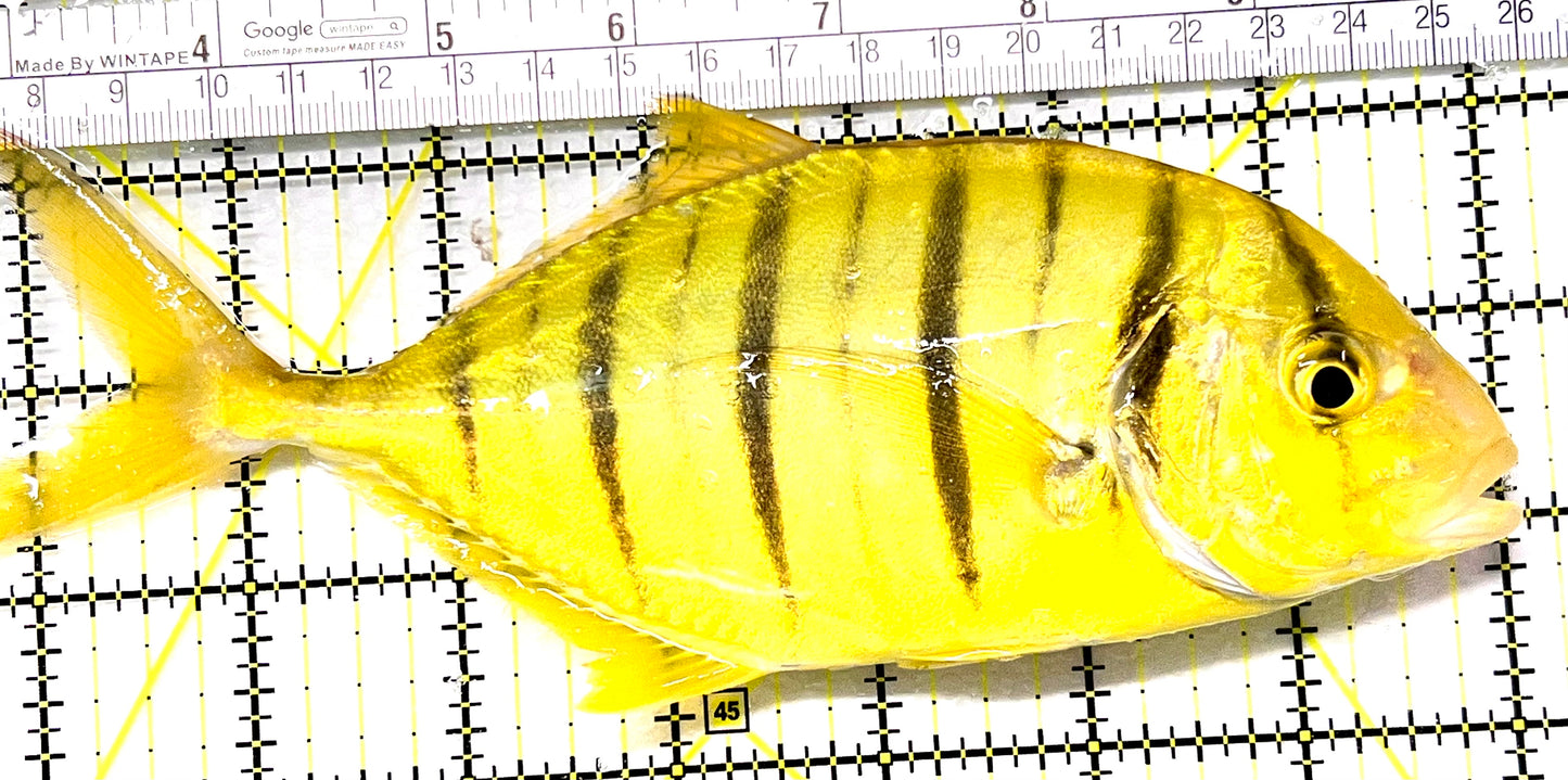 Gold Black Pilot Fish GBPF090101 WYSIWYG Size: XXXL 7.5" approx