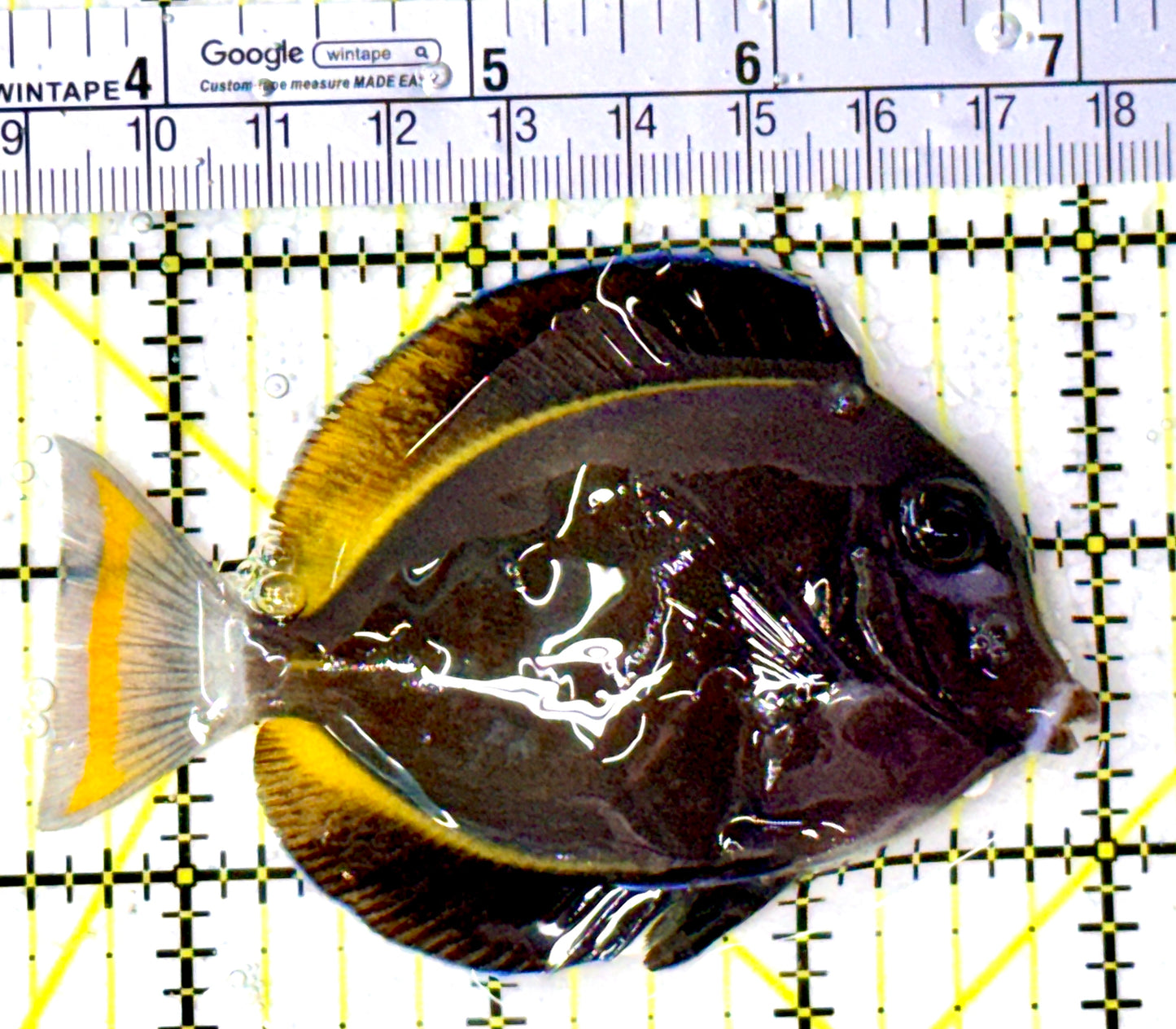 Gold Rim Tang GRT111909 WYSIWYG Size: ML 3.5" approx