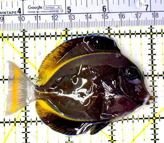 Gold Rim Tang GRT111909 WYSIWYG Size: ML 3.5" approx