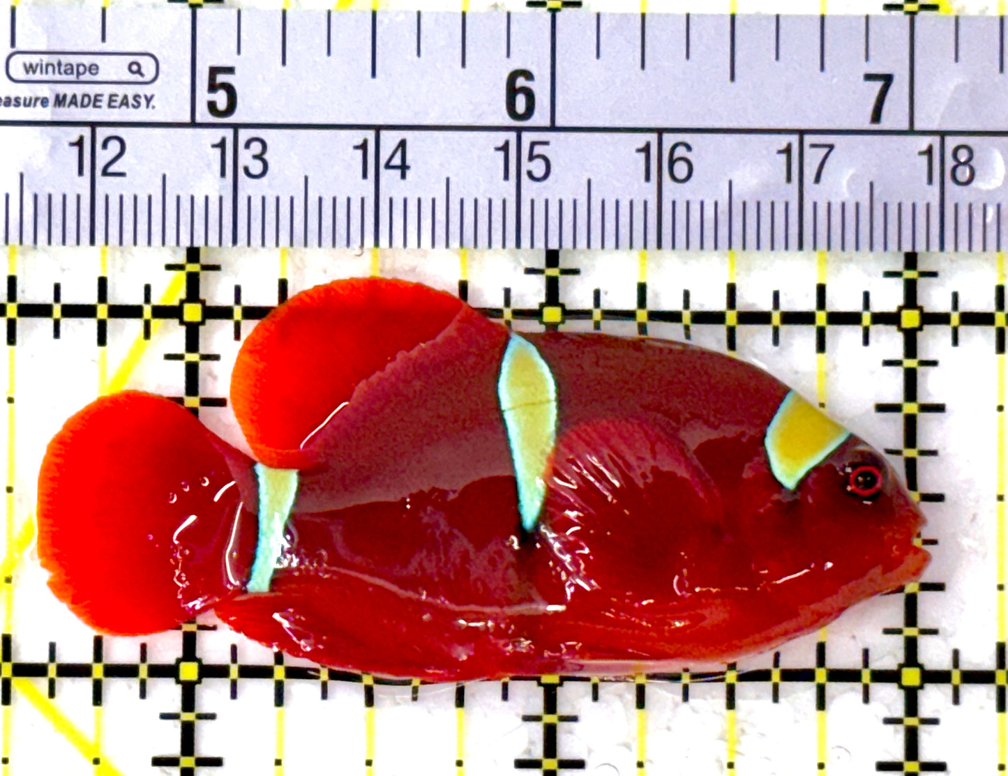 Gold Bar Maroon Clownfish Bali Grade A (Wild Caught) GBMCBGA111909 WYSIWYG Size: ML 2.5" approx