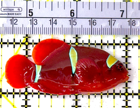 Gold Bar Maroon Clownfish Bali Grade A (Wild Caught) GBMCBGA111909 WYSIWYG Size: ML 2.5" approx