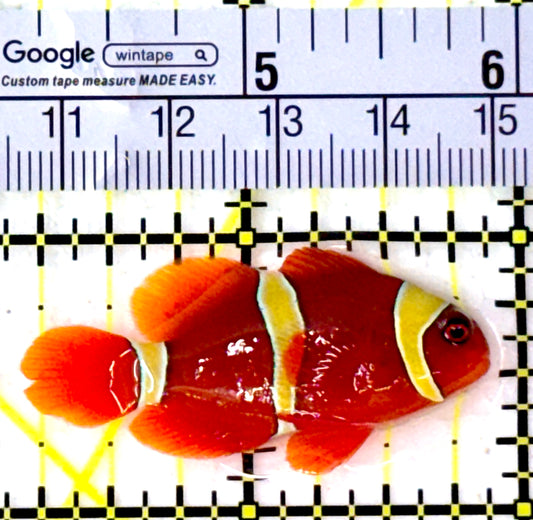 Gold Bar Maroon Clownfish Bali Grade A (Wild Caught) GBMCBGA111910 WYSIWYG Size: M 1.5" approx