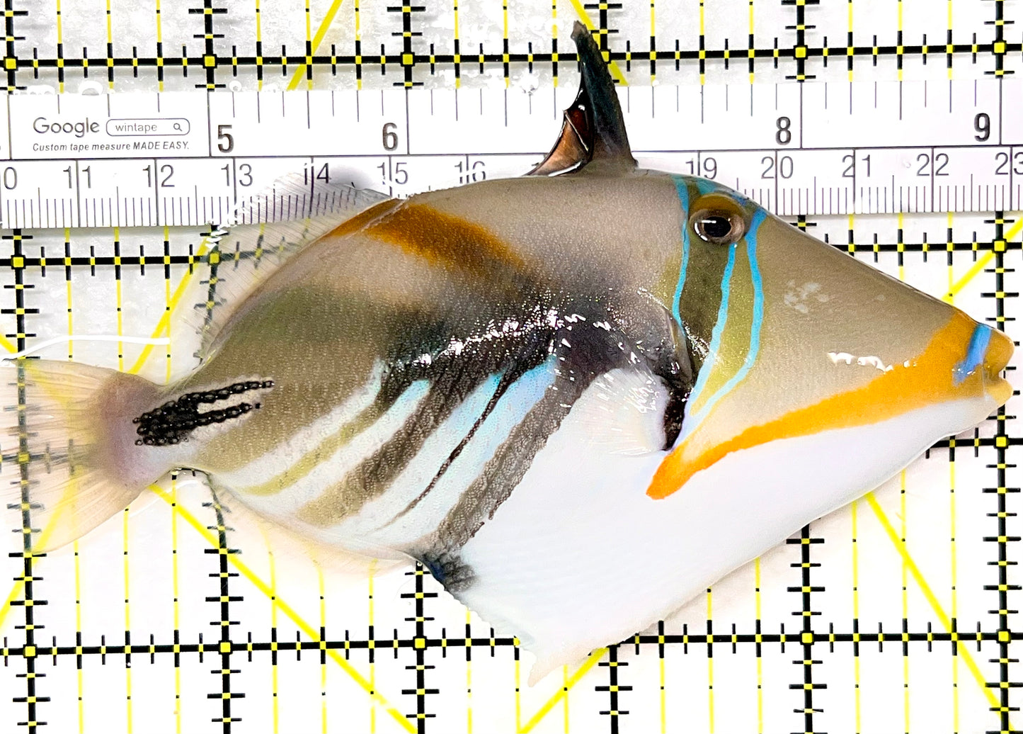 Humu Picasso Triggerfish HPT090201 WYSIWYG Size: XL 5.25" approx