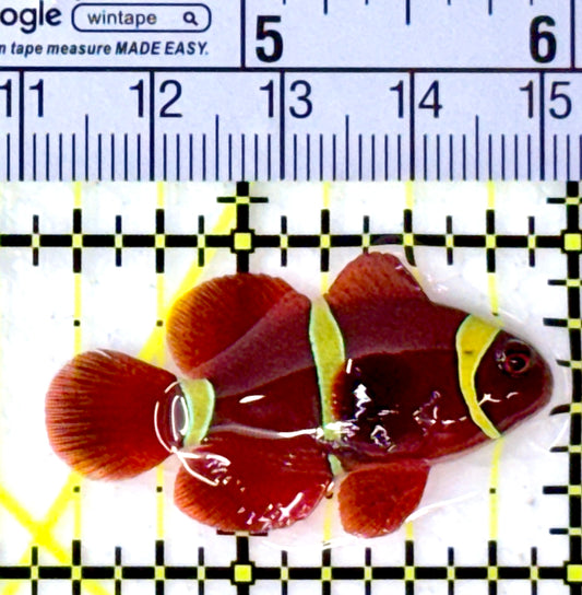 Gold Bar Maroon Clownfish Bali Grade A (Wild Caught) GBMCBGA111911 WYSIWYG Size: M 1.5" approx
