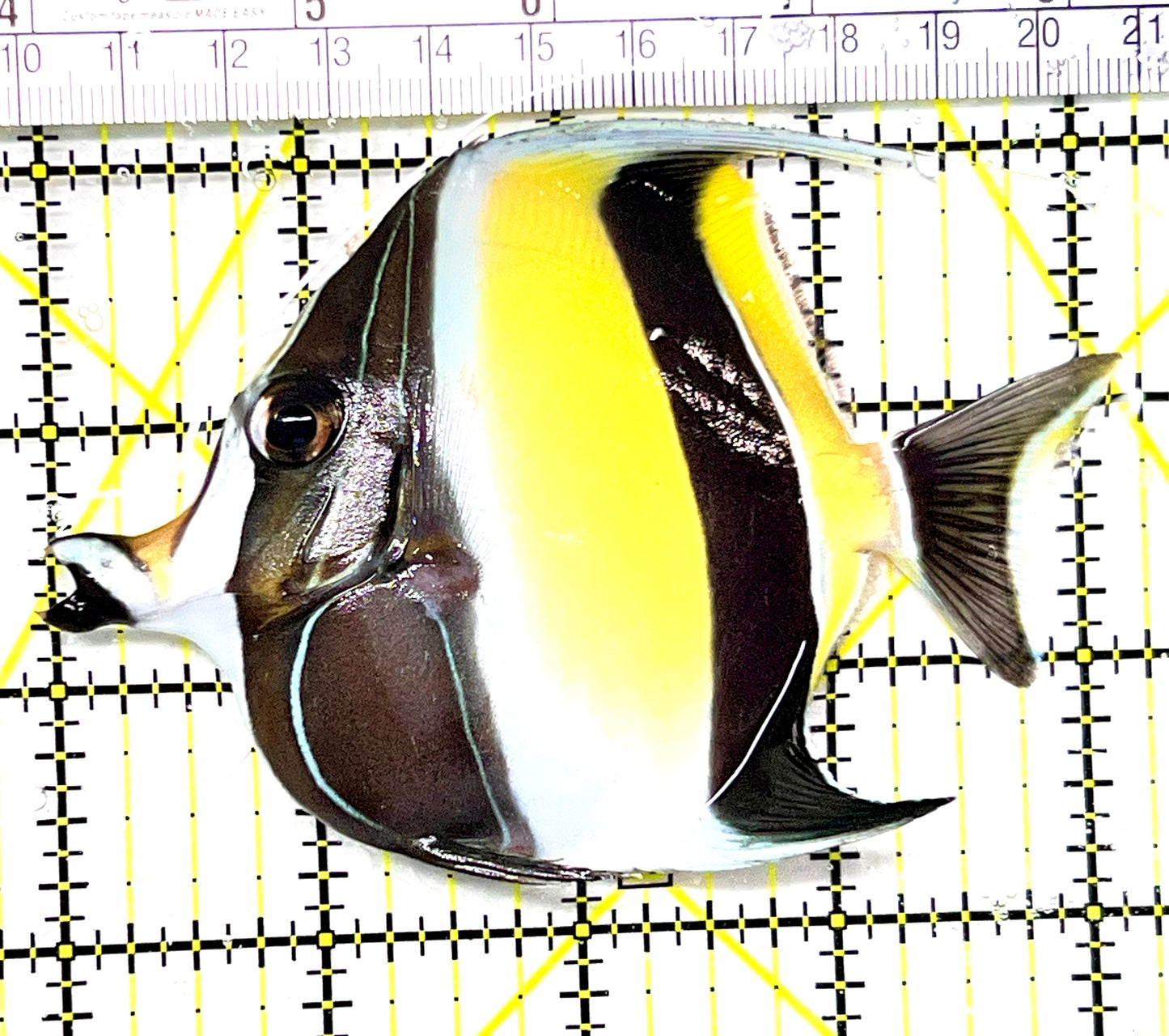 Moorish Idol MI090101 WYSIWYG Size: L 4.25" approx