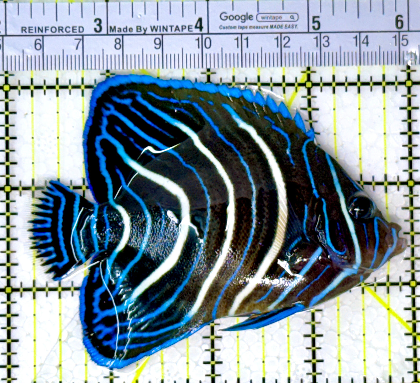 Koran Angelfish Juvenile KAJ111901 WYSIWYG Size: L 3.75" approx