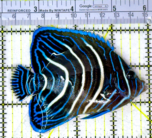Koran Angelfish Juvenile KAJ111901 WYSIWYG Size: L 3.75" approx