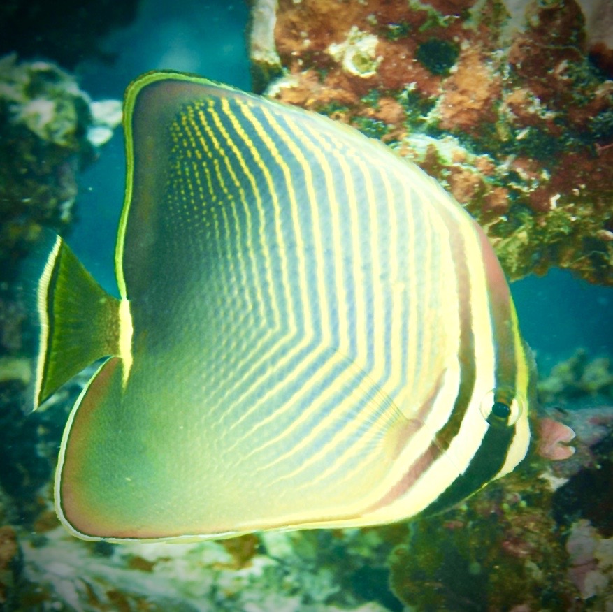 Triangle Butterflyfish Size: M 2" to 3"