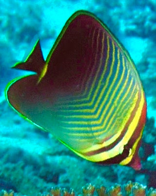 Triangle Butterflyfish Size: M 2