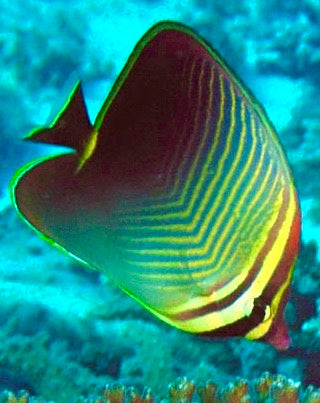 Triangle Butterflyfish Size: M 2" to 3"