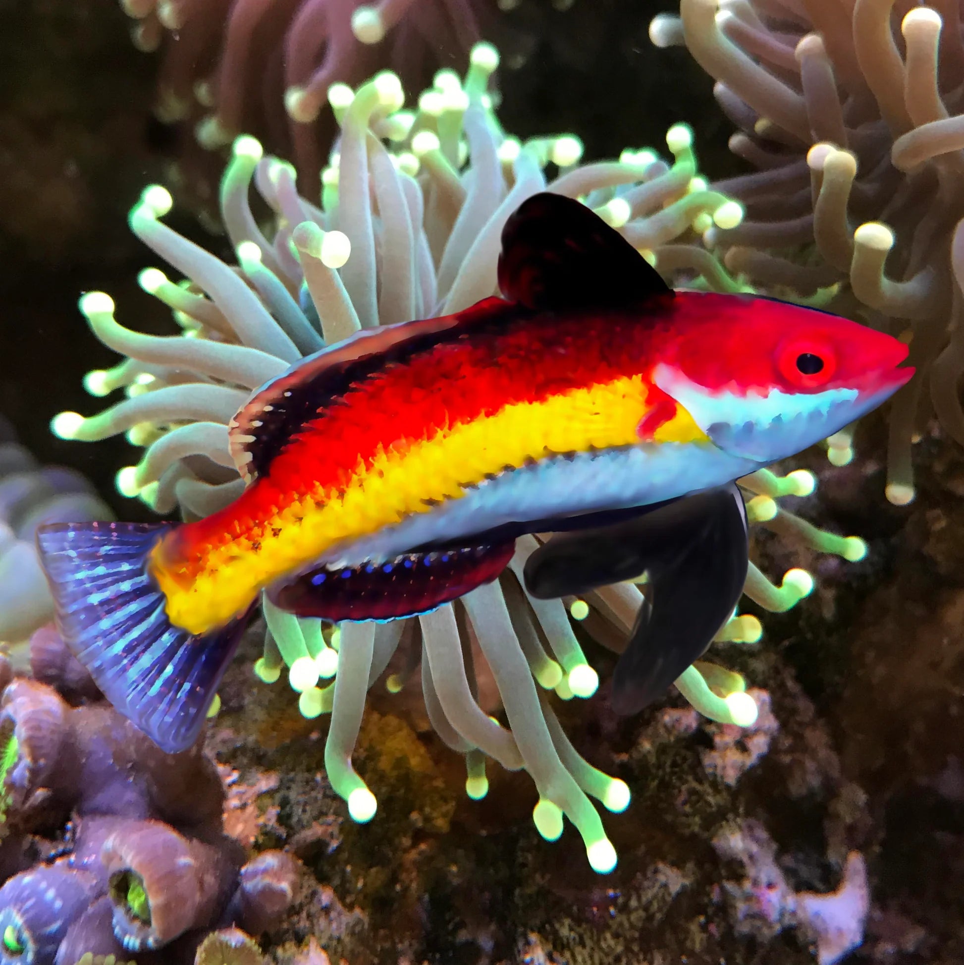 Naoko's Fairy Wrasse Size: Tiny 1" or Below - Violet Aquarium 