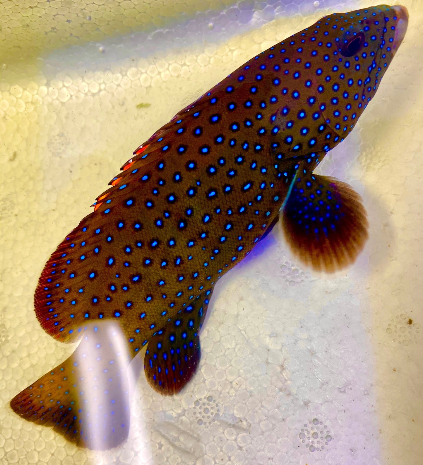 Argus Grouper Size: XL 6" and Above