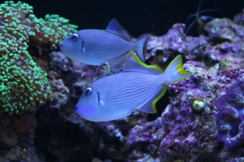 Pair of Blue Throat Triggerfish (Reefsafe) Female: 3" to 5", Male: 3" to 6" - Violet Aquarium 