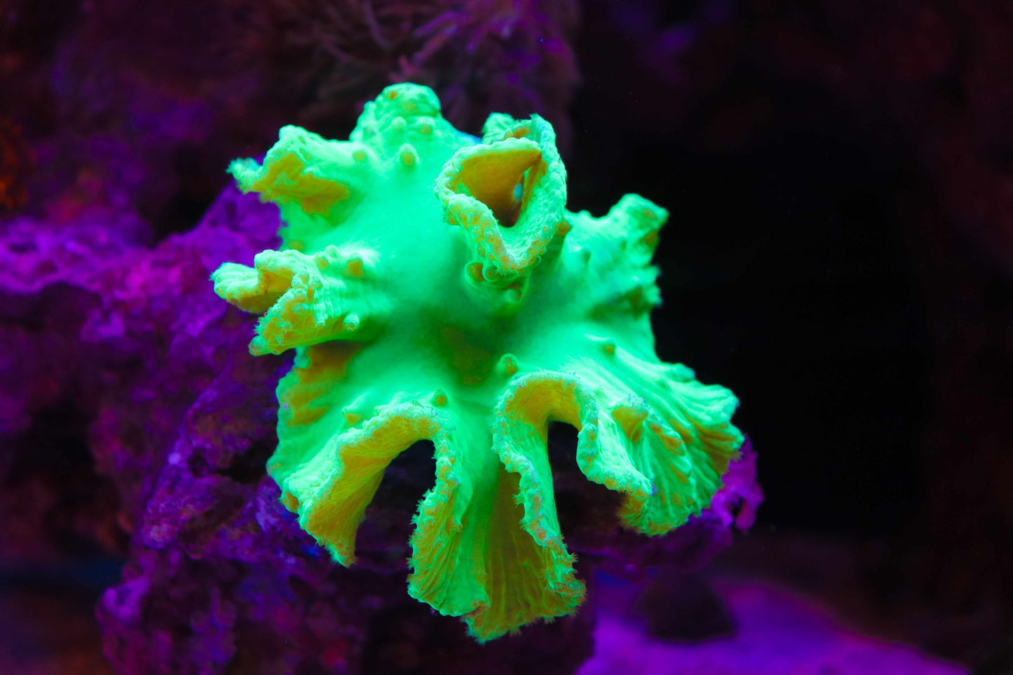 Neon Aussie Cabbage Leather Coral
