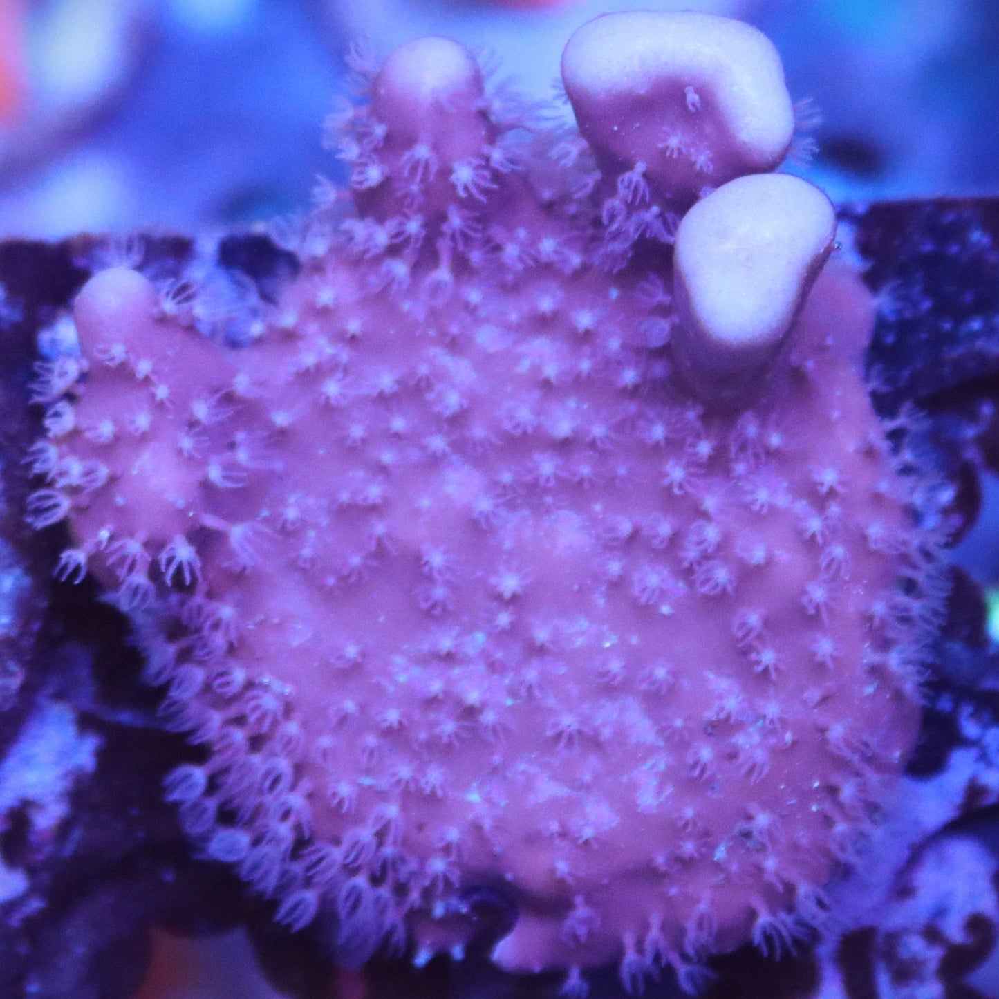 Blue Ridge Coral Size: M 0.75" to 1" Frag - Violet Aquarium 