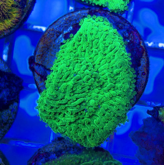 Crystal Experiment Montipora