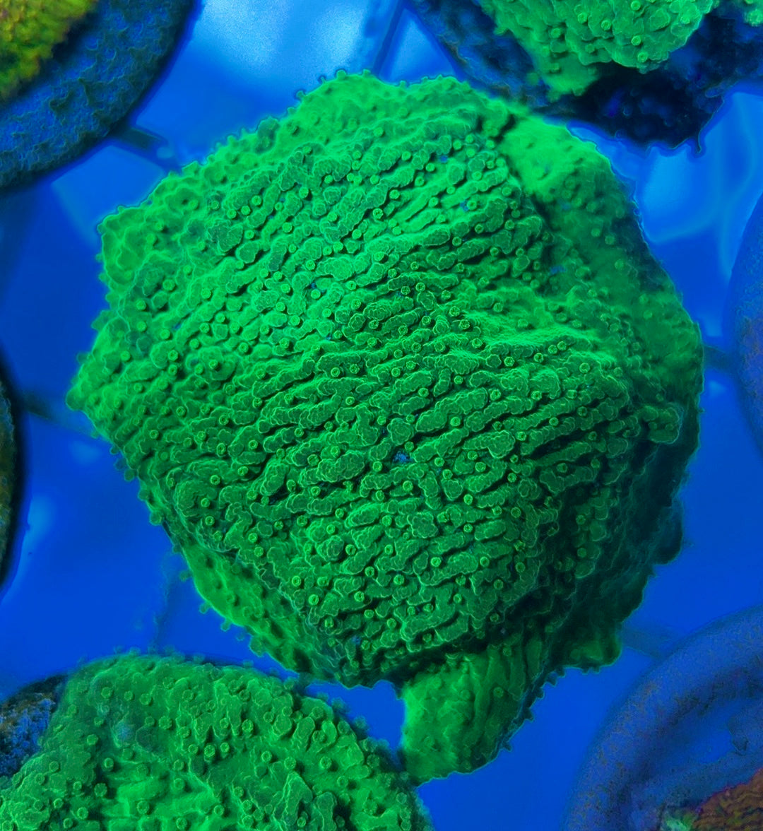 Crystal Experiment Montipora