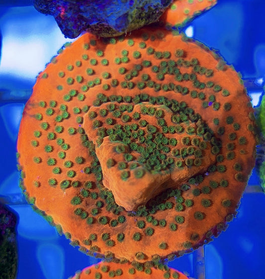 VA Sunset Montipora