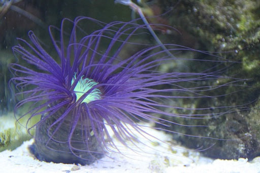 Amethyst Purple Tube Anemone Size: XXL/SHOW 8" and Above
