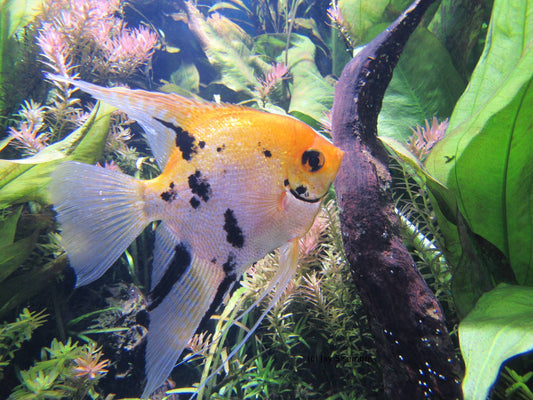 Golden Marble Angelfish Size: ML 2" to 3"