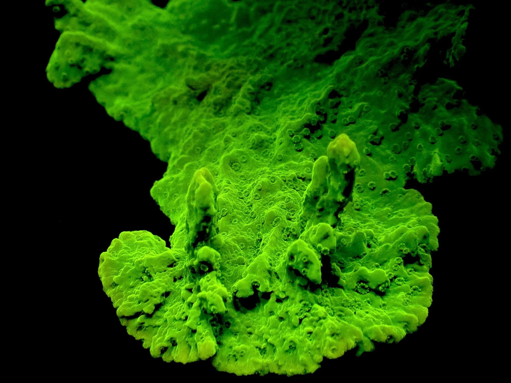 Crystal Experiment Montipora Size: M 0.5" to 0.75" - Violet Aquarium 