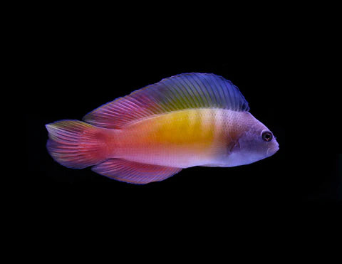 Rare Queensland Dottyback