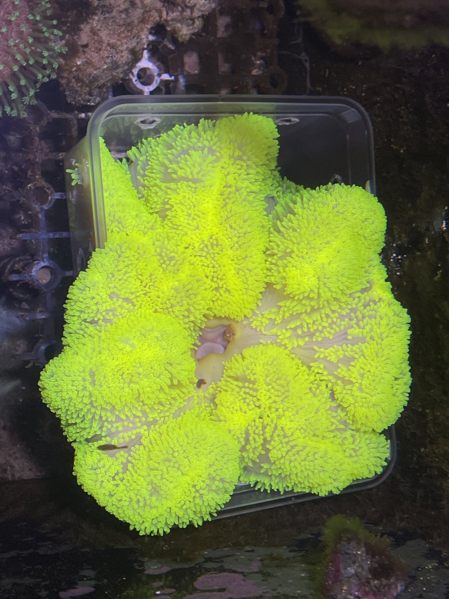 Rare Aussie Metallic Green Gigantea Carpet Anemone Size: XXL/SHOW  12" to 24"