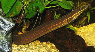 Fire Eel