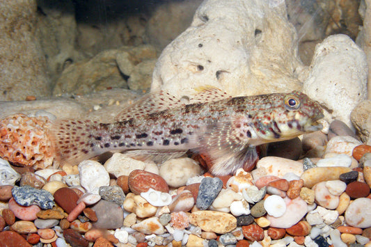 Ornate Goby