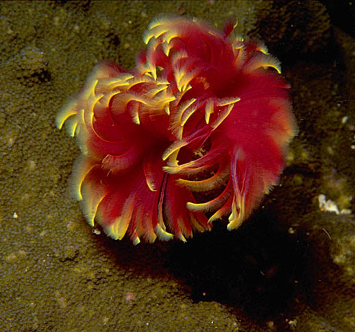 Royal Red and Yellow Combination Feather Duster Grade A (Unique) - Violet Aquarium 