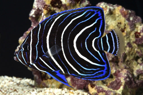 Koran Angelfish Juvenile - Violet Aquarium