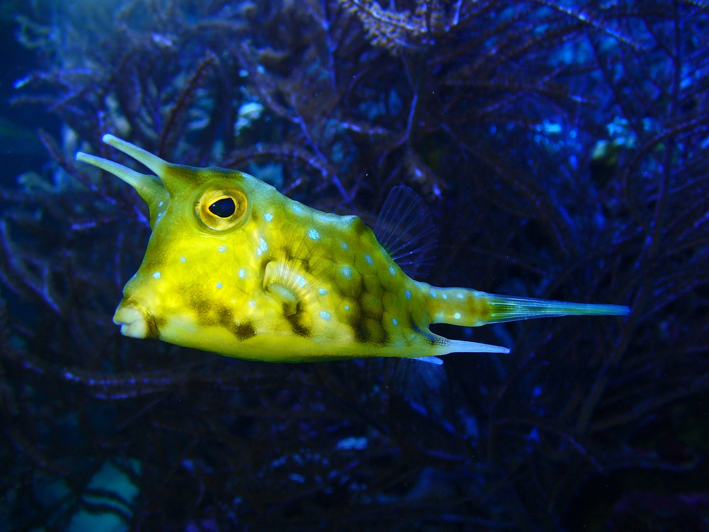 Longhorn Cowfish - Violet Sea Fish and Coral