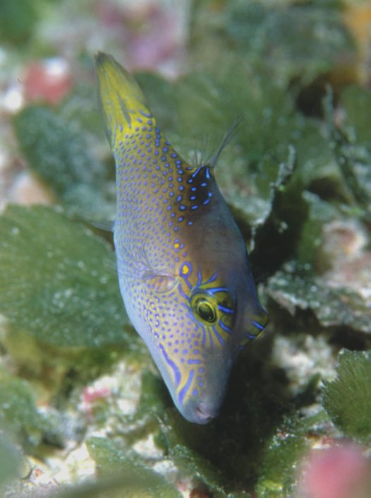 Blue Dot Toby Pufferfish  Size: L 2" to 2.5"