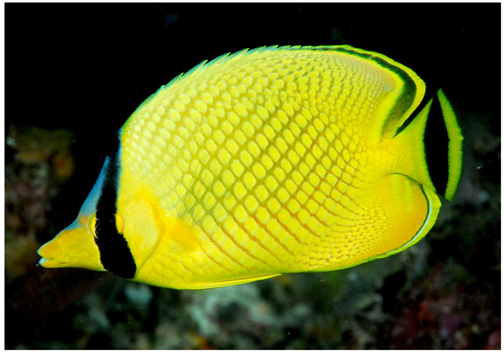 Raffle's Latticed Butterflyfish Size: L 4" to 5"