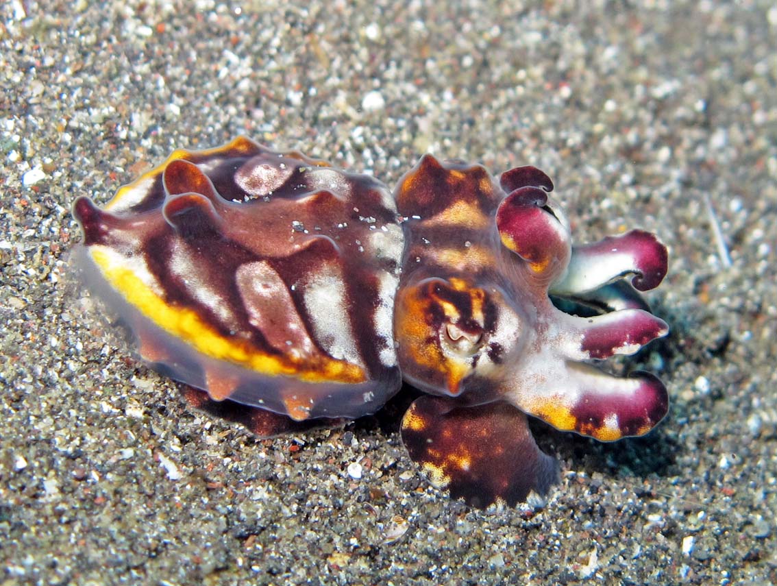Rare Flambouyant Cuttlefish Size: M 2" to 3"