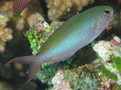 Fusilier Chromis