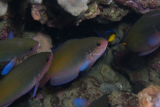 Fusilier Chromis