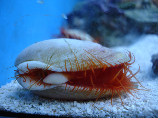 Flame Scallop (Electric)