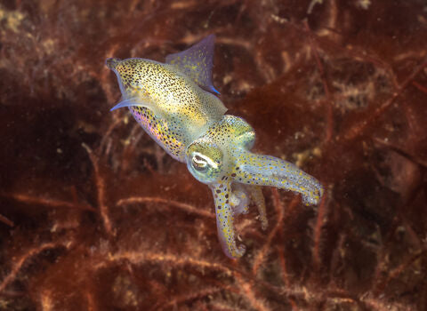 Dwarf Cuttlefish Size: S 1" to 2"