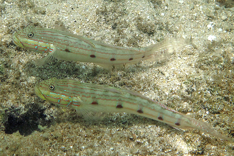 Long-Finned Goby