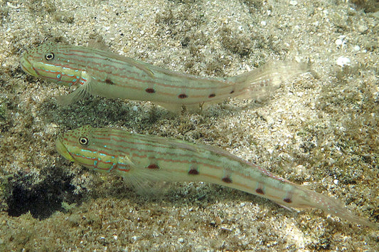 Long-Finned Goby