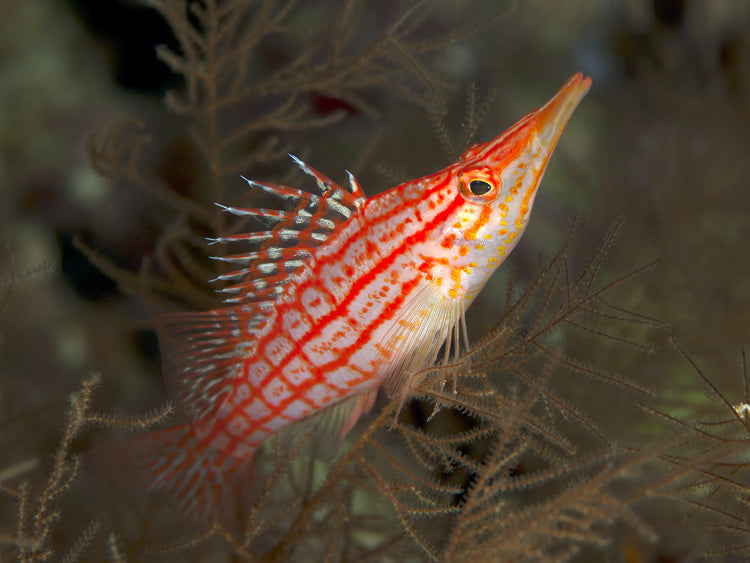 Longnose Hawkfish - Violet Aquarium