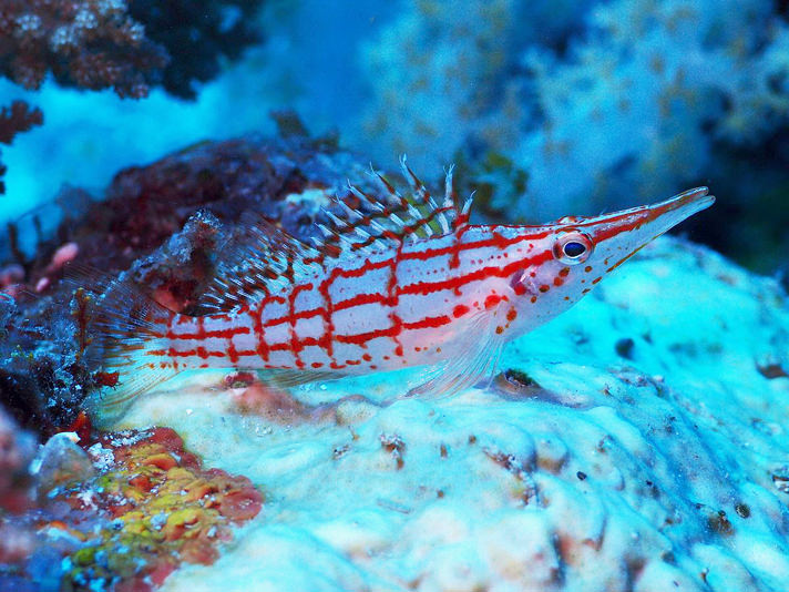 Longnose Hawkfish - Violet Aquarium