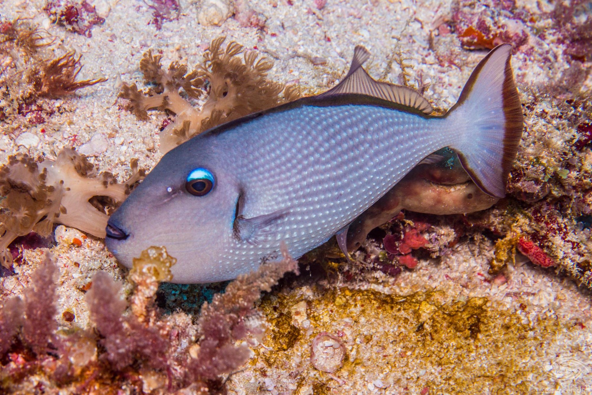 Female Blue Throat Triggerfish (Reefsafe) Size: M 2" to 3" - Violet Aquarium 