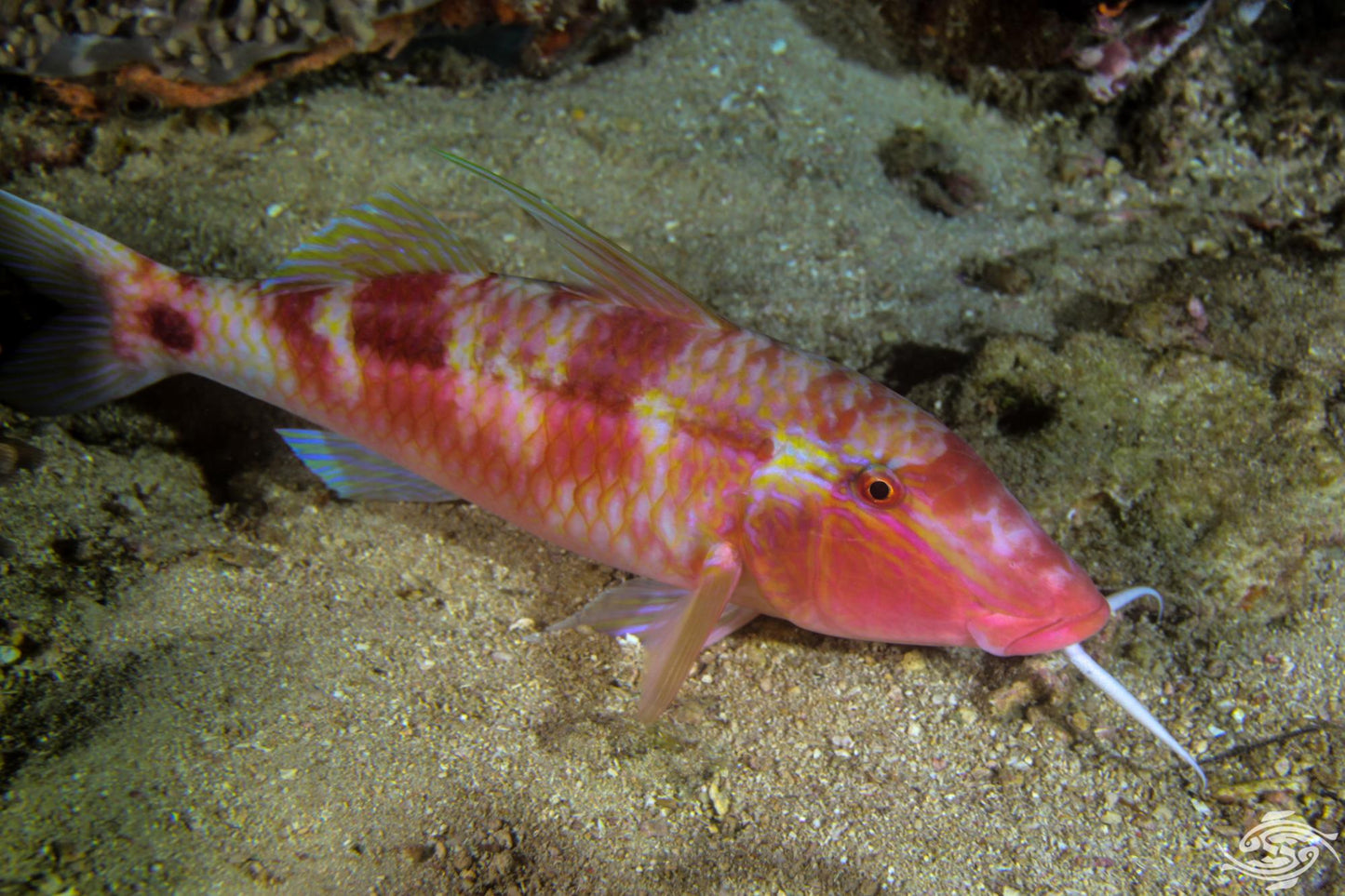 Longbarbel Goatfish
