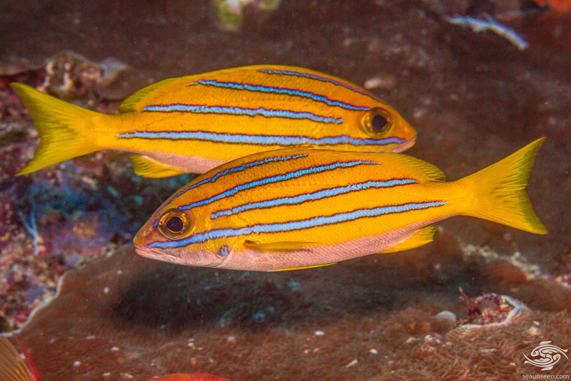 Blueline Snapper Size: SHOW 7" and Above - Violet Aquarium 